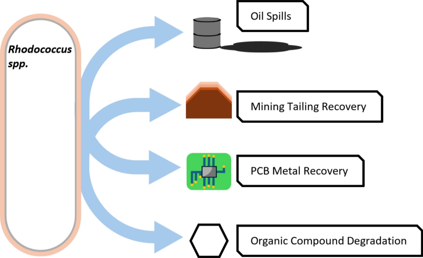 Unlocking hidden value: the metallurgical promise of  spp.