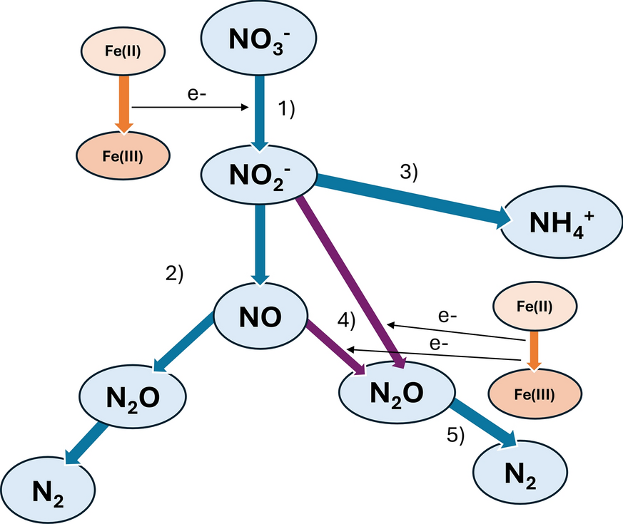 Nitrate-dependent iron oxidation for bioremediation of metal, metalloid, and radionuclide contaminants