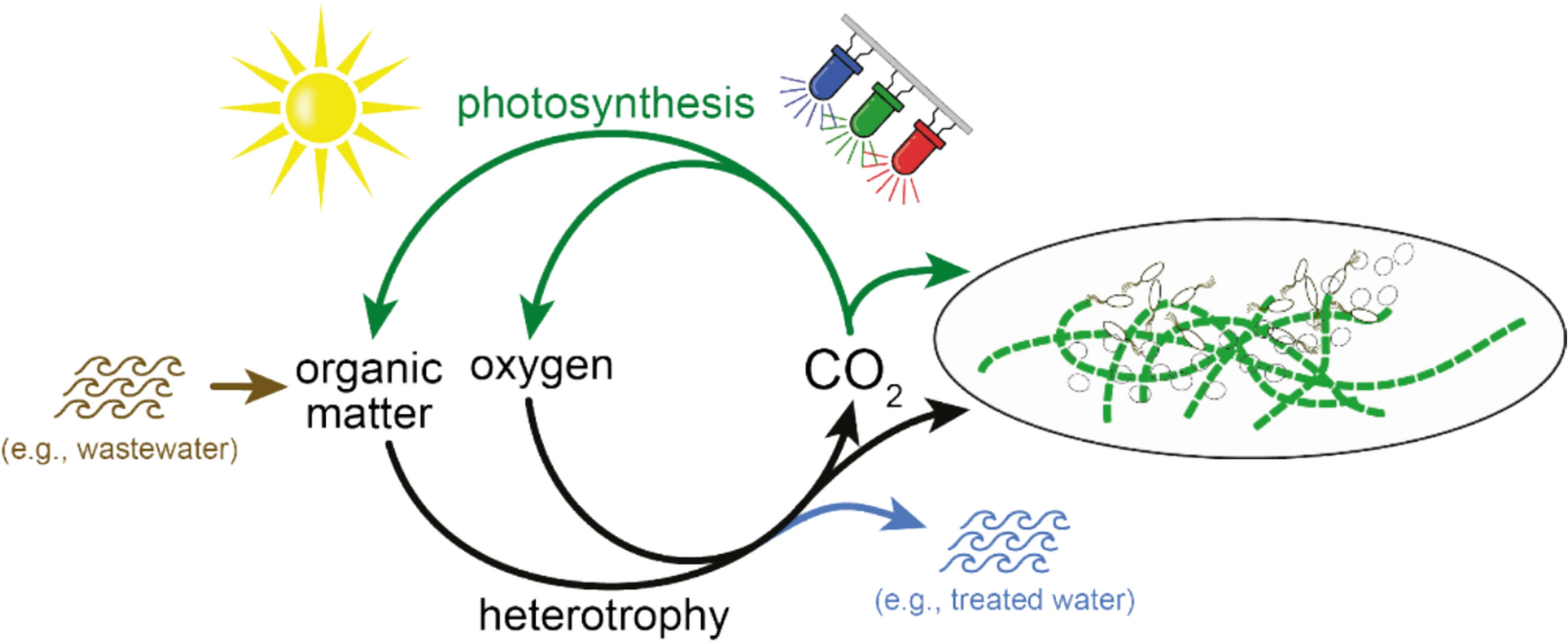 Phototrophic aggregates for wastewater treatment: identifying key parameters for formation and characterization