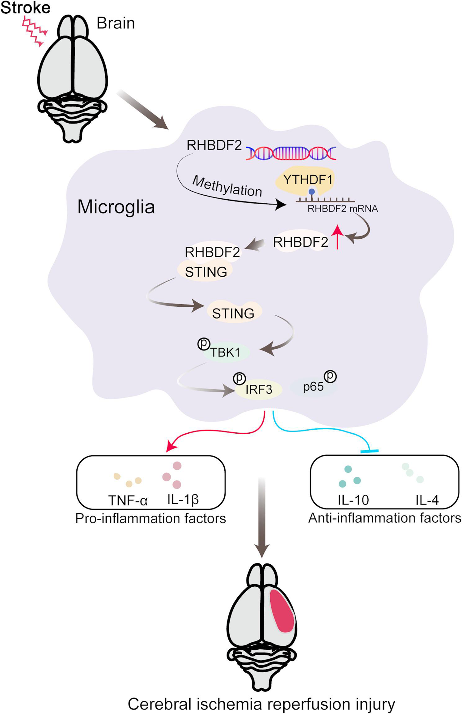 RHBDF2 governs microglial neuroinflammation during cerebral ischemia–reperfusion injury and is positively regulated by the m6A reader YTHDF1
