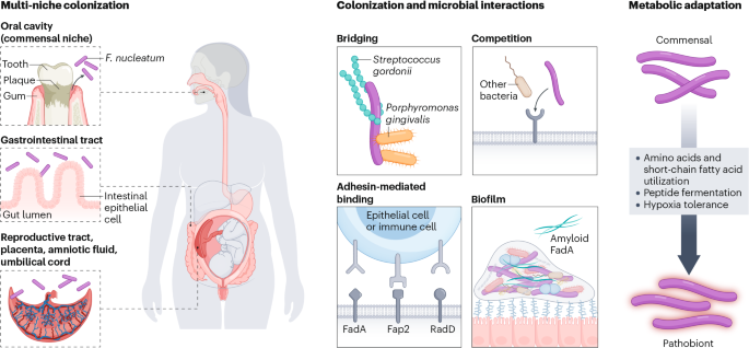 Fusobacterium nucleatum: ecology, pathogenesis and clinical implications