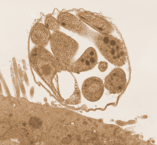 New Cryptosporidium parvum fitness factor