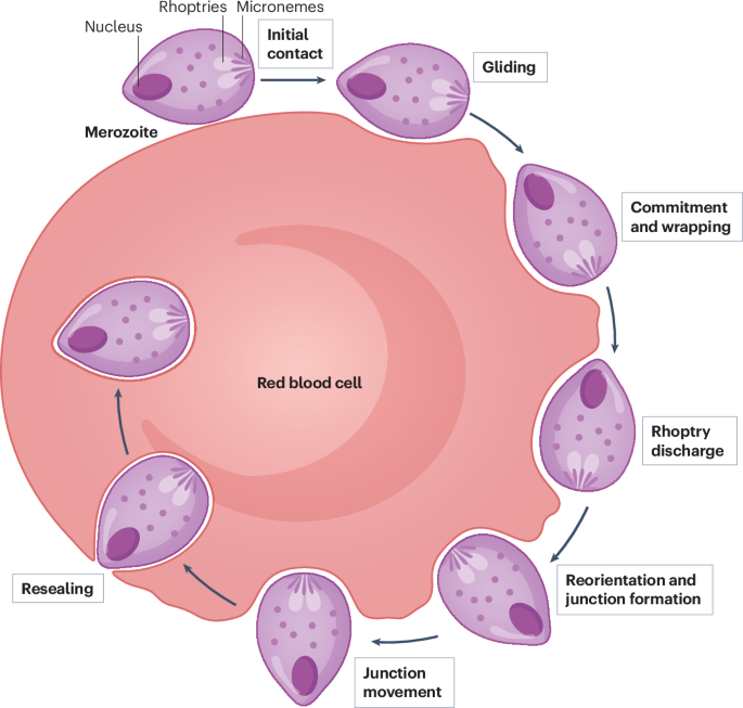 Erythrocyte invasion in malaria: from molecular mechanisms to rational vaccines