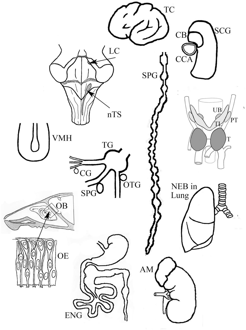 Proneural gene Mash1 (Ascl1) is expressed in multiple lineages and regulates their differentiation and specification