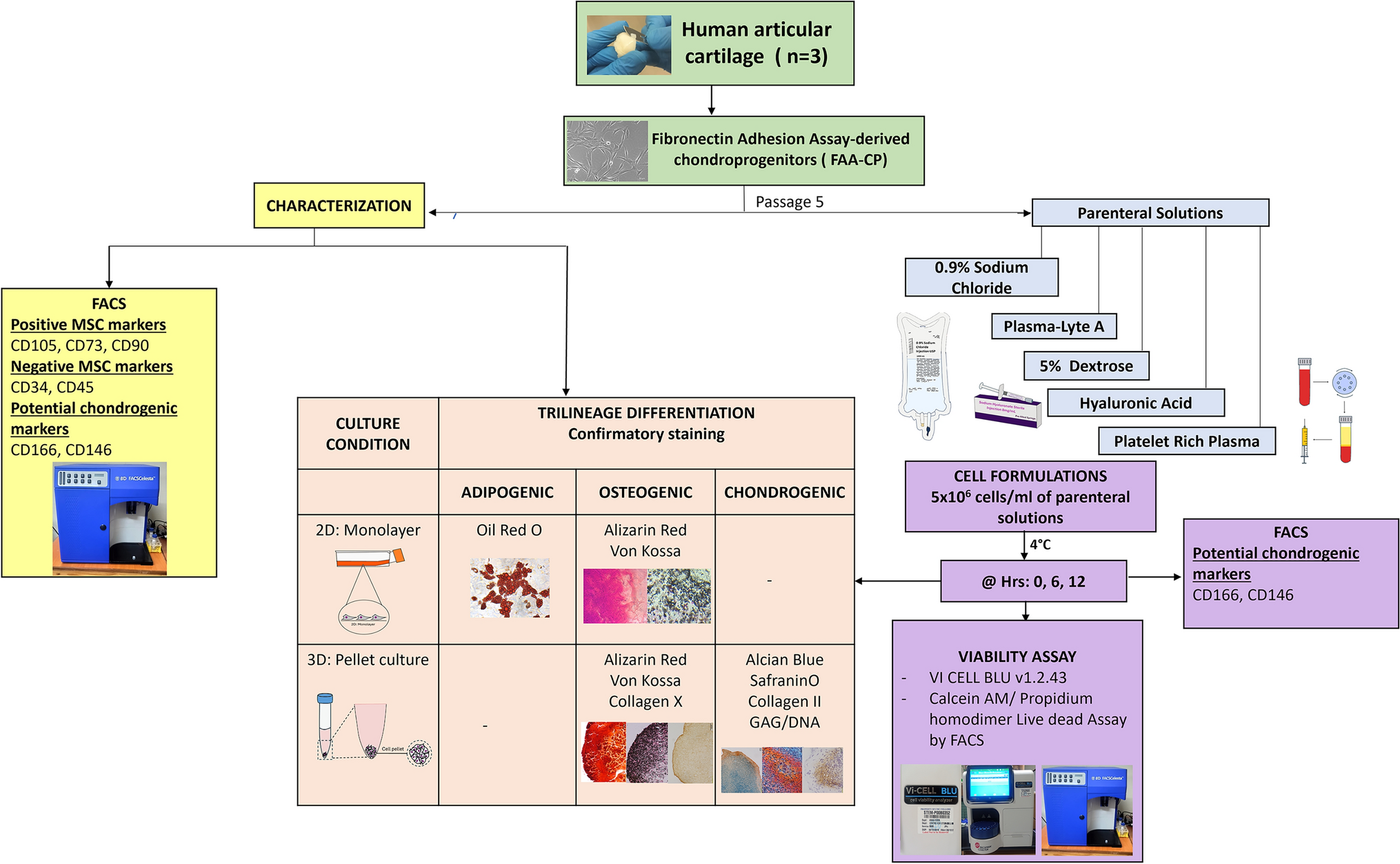 Comparative assessment of human chondroprogenitor viability and molecular phenotype in various parenteral transport media