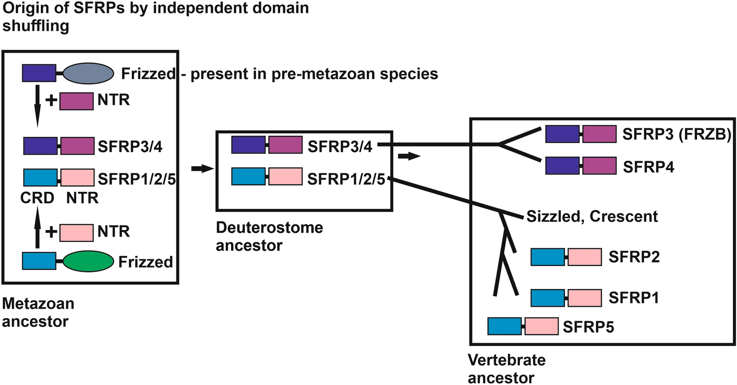Secreted Frizzled-related proteins in animal development