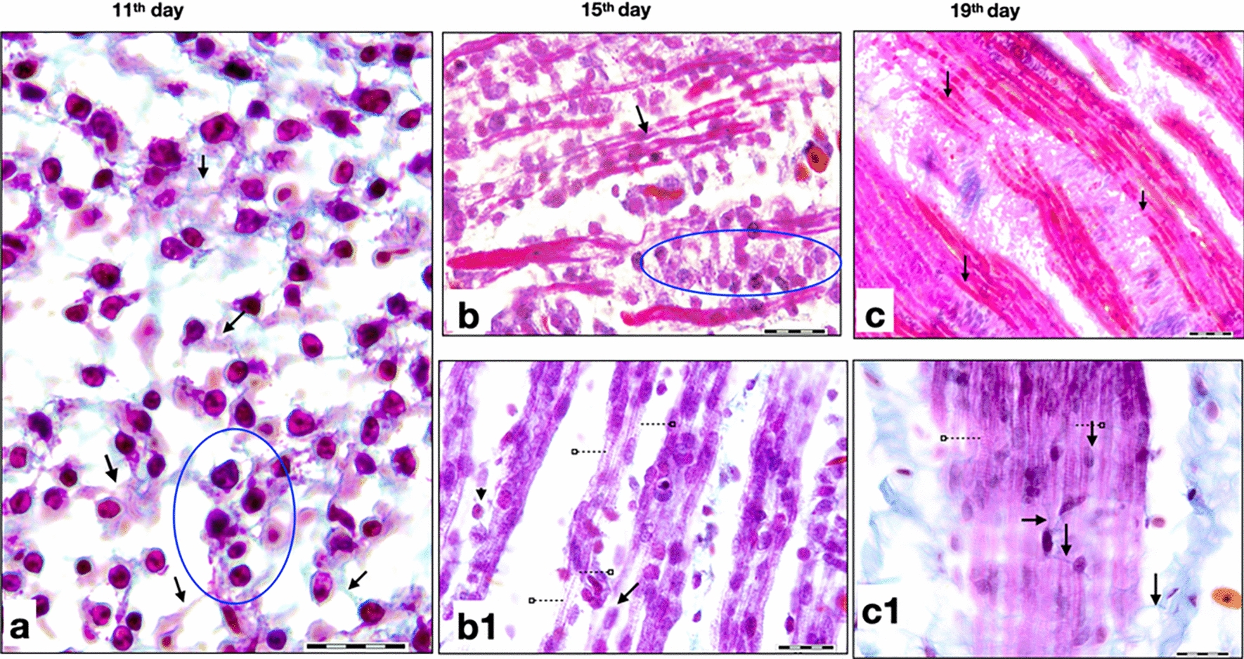 Exploring the expression of MMP-2, MT1-MMP, and MMP-9 in the pectoral muscle of Ross chickens during E11, E15, and E19 of fetal development