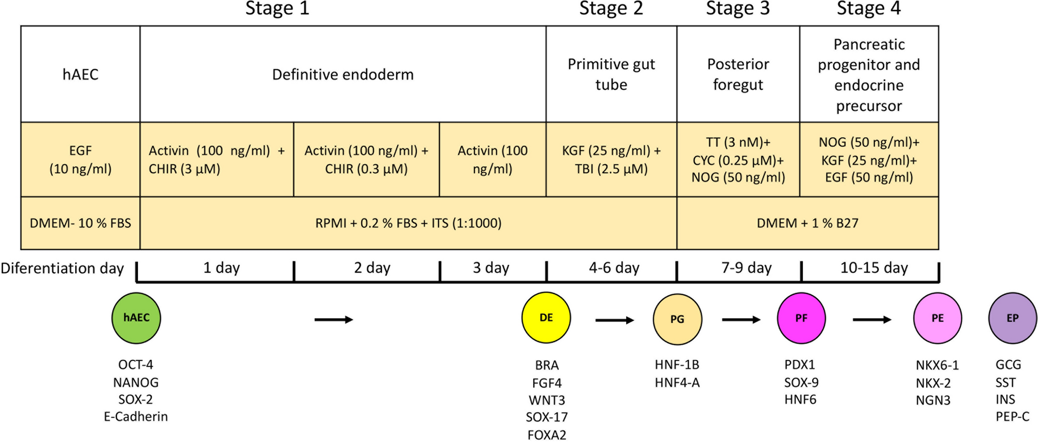 Differentiation to insulin-positive cells from human amnion epithelial cells using a pancreatic development mimicry protocol