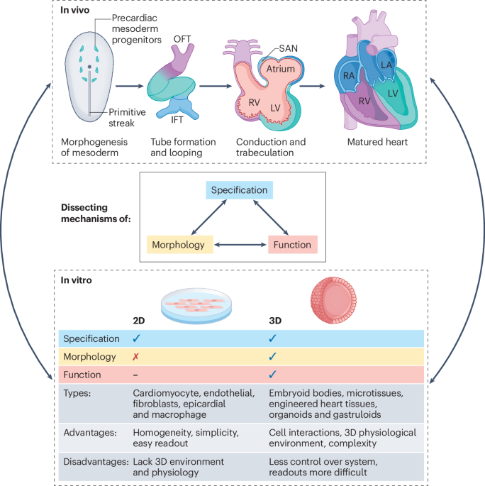 Coordination of cardiogenesis in vivo and in vitro