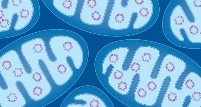 Tissue injury leads to the accumulation of somatic mtDNA mutations