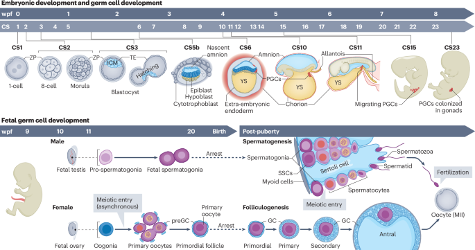 Mechanisms of human germ cell development