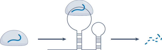 The hunter becomes the hunted in target-directed microRNA degradation