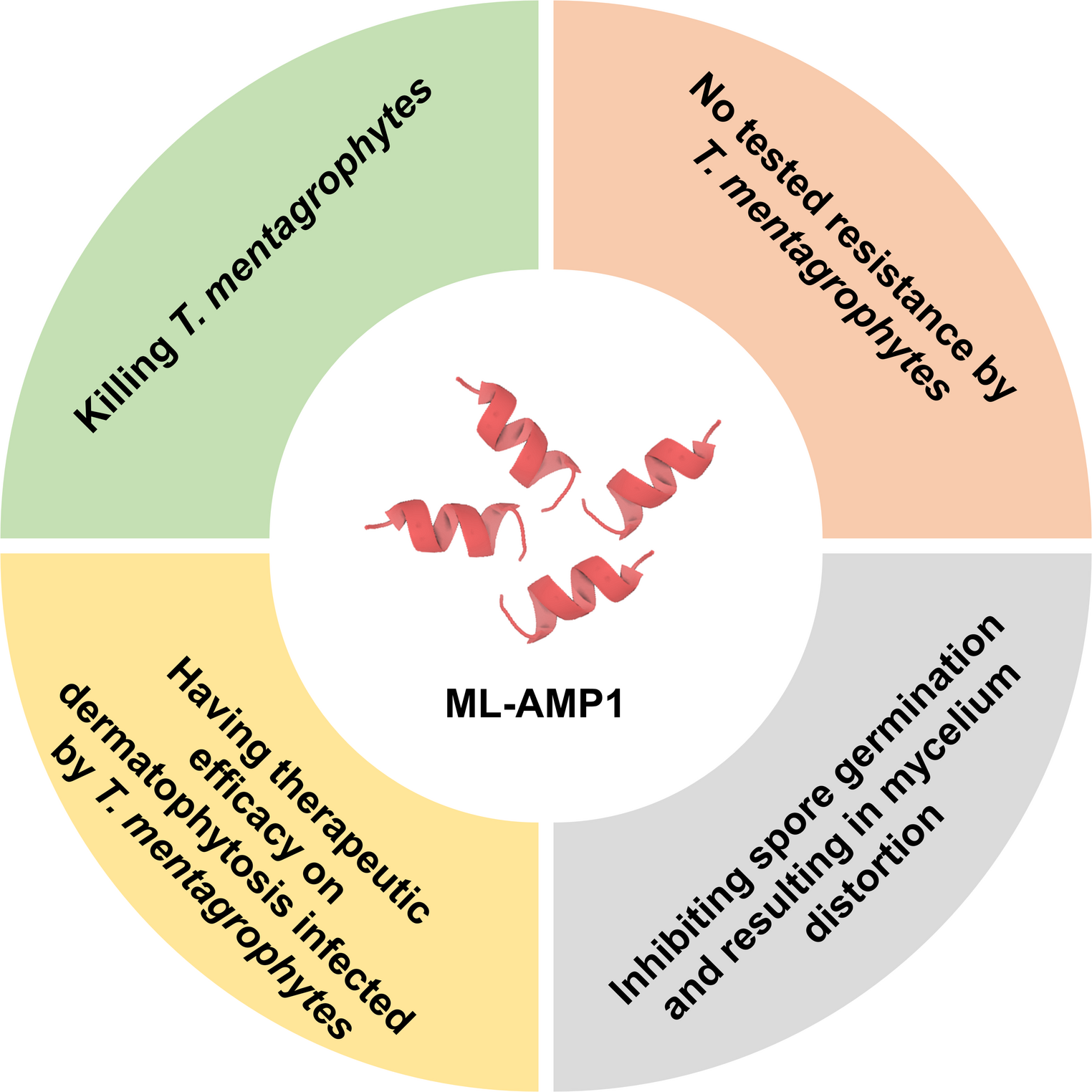 ML-AMP1 as a Potential Antifungal Agent: Activity and Therapeutic Evaluation in a Guinea Pig Model of Dermatophytosis