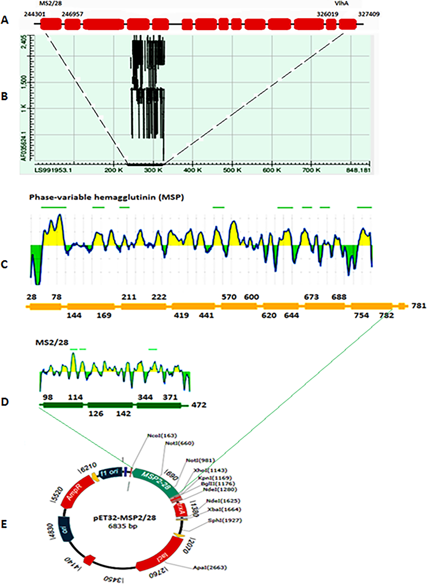 Designing and Production of Novel rMEVlhA-MS2/28 Multiepitopes Protein Applicable in Indirect ELISA