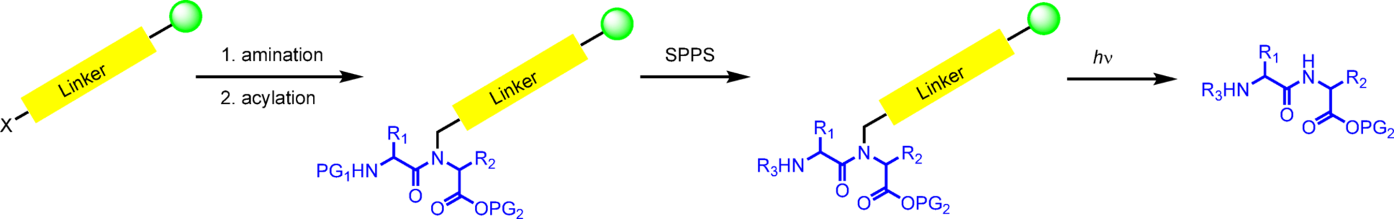 A Photolabile Backbone Amide Linker for the Solid-Phase Synthesis of Cyclic Peptides and C-terminal Thioesters