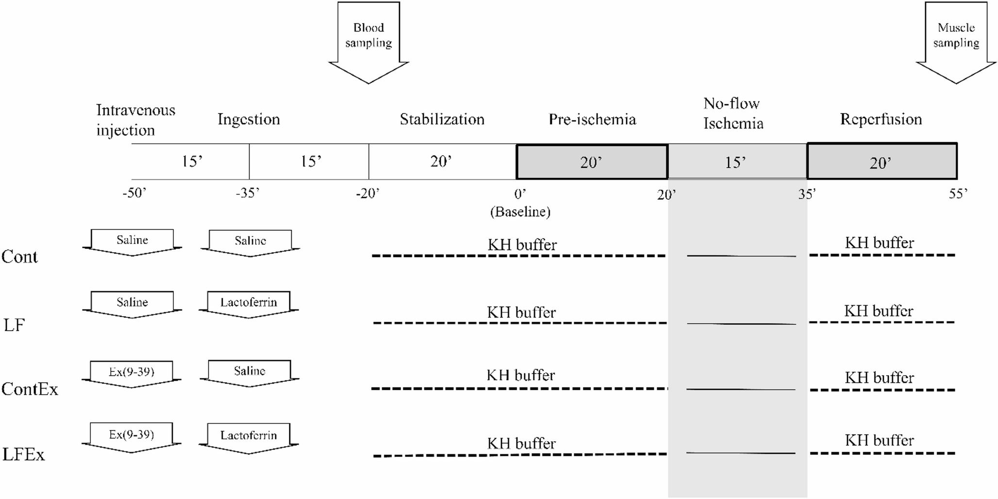 Enteral Lactoferrin Mitigates Myocardial ischemia-reperfusion Injury Via Enteral Lactoferrin-induced glucagon-like peptide-1 in Isolated Rat Heart Model