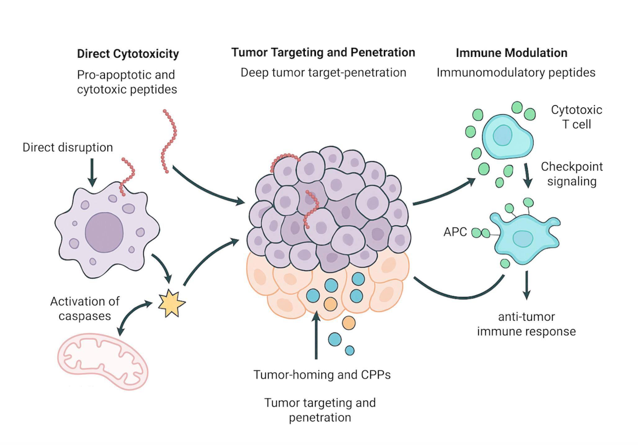Functional Peptides in Targeted Cancer Therapy: Mechanisms, Delivery Strategies, and Clinical Perspectives
