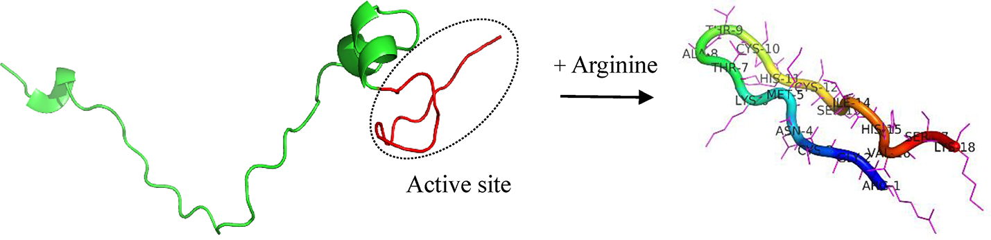 Assessment of the Antimicrobial Efficacy of a Novel Peptide Against : An in Silico and in Vitro Investigation