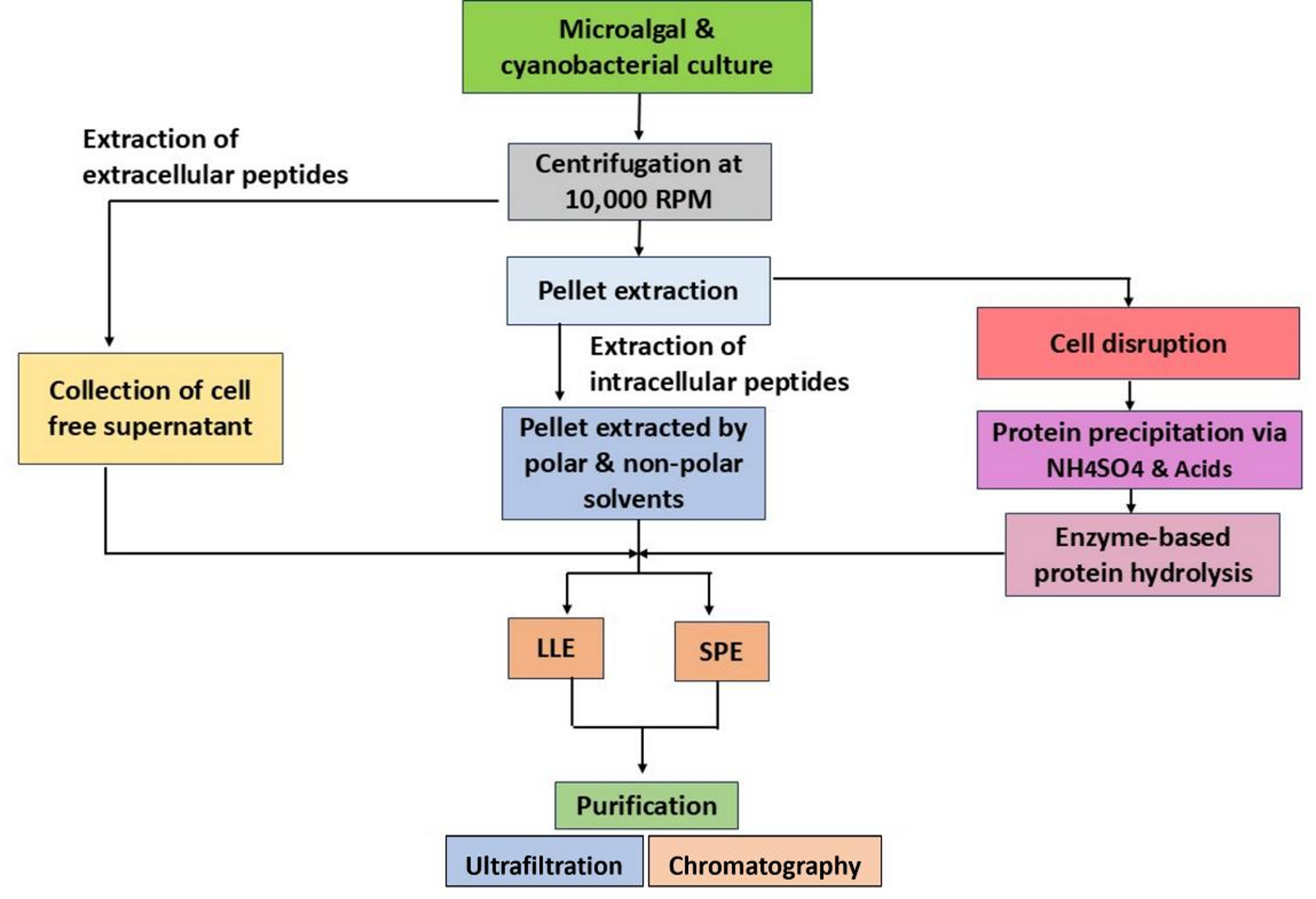 Bioactive Peptides from Microalgae and Cyanobacteria and Their Possible Mechanisms of Action