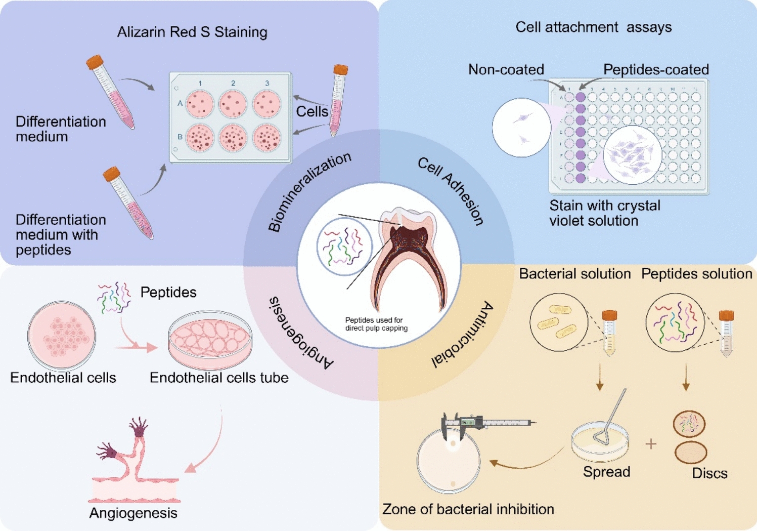 Research Advancements in Peptides for Promoting Reparative Dentin Regeneration in Direct Pulp Capping: A Narrative Review