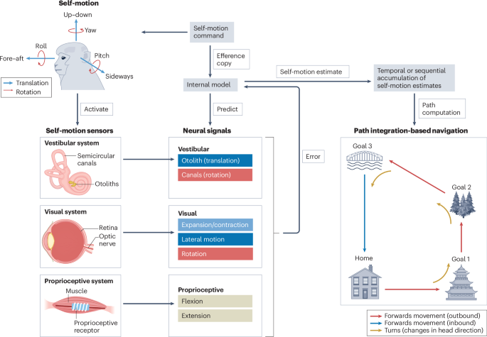 Multisensory coding of self-motion and its contribution to navigation