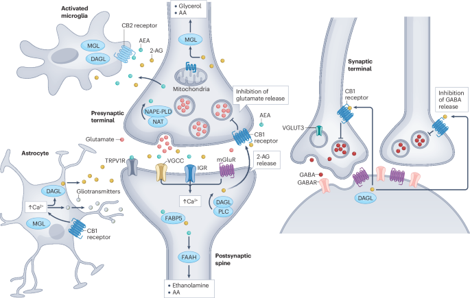 Circuit mechanisms governing endocannabinoid modulation of affective behaviour and stress adaptation
