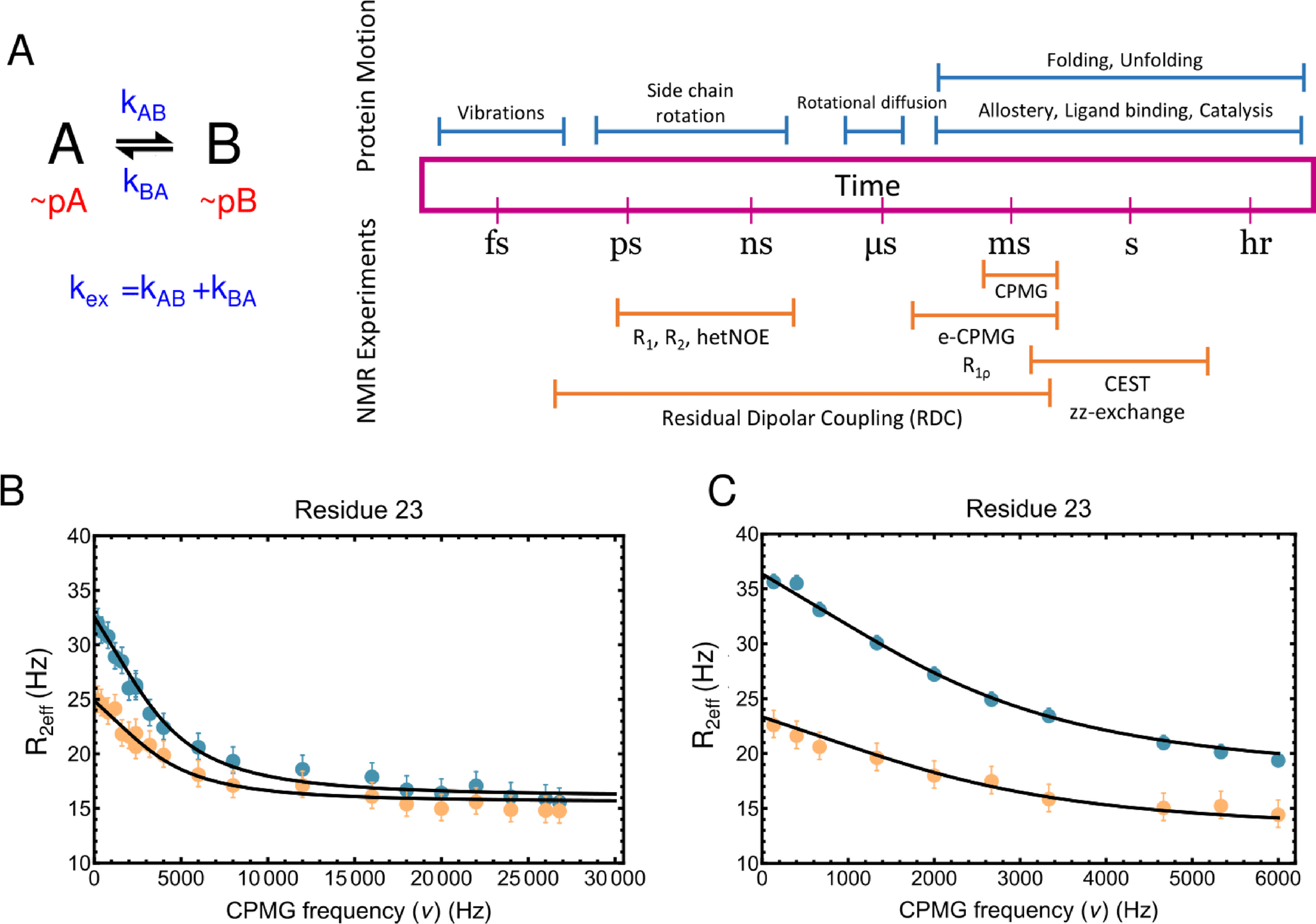 Analyzing sub-millisecond timescale protein dynamics using eCPMG experiments