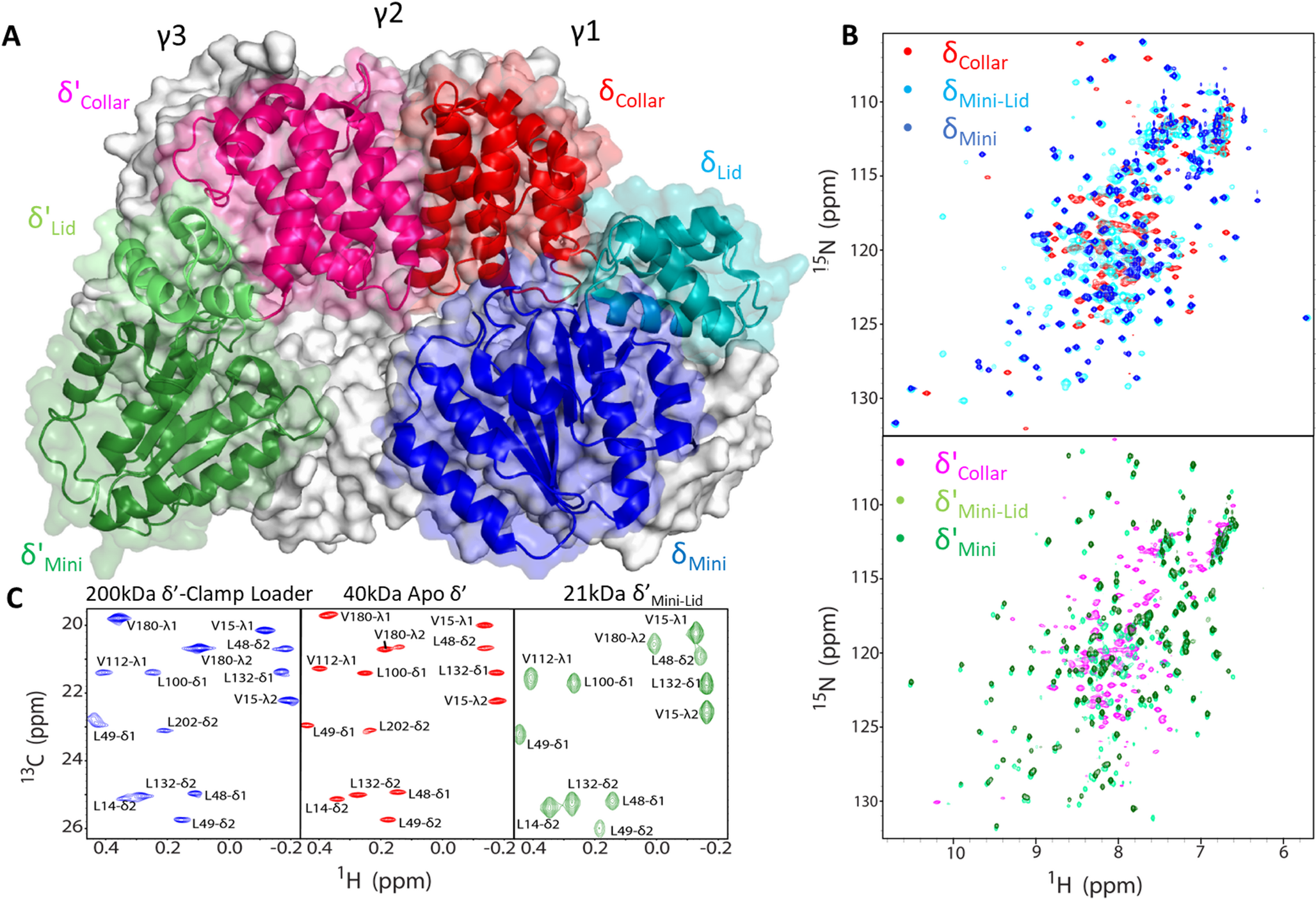 Divide-and-conquer strategy for NMR studies of the  γ-clamp loader complex
