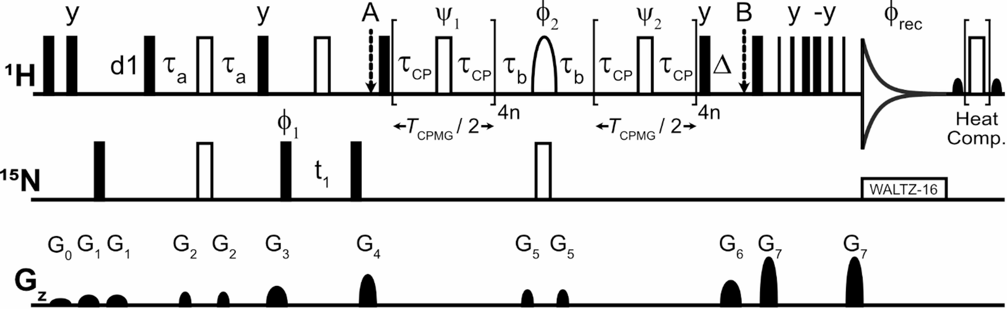Extending the detectable time window of fast protein dynamics using H E-CPMG