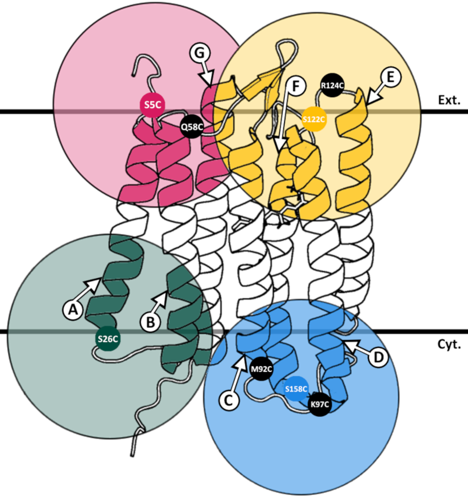 Membrane protein structure determination from Paramagnetic Relaxation Enhancement and internuclear distance restraints