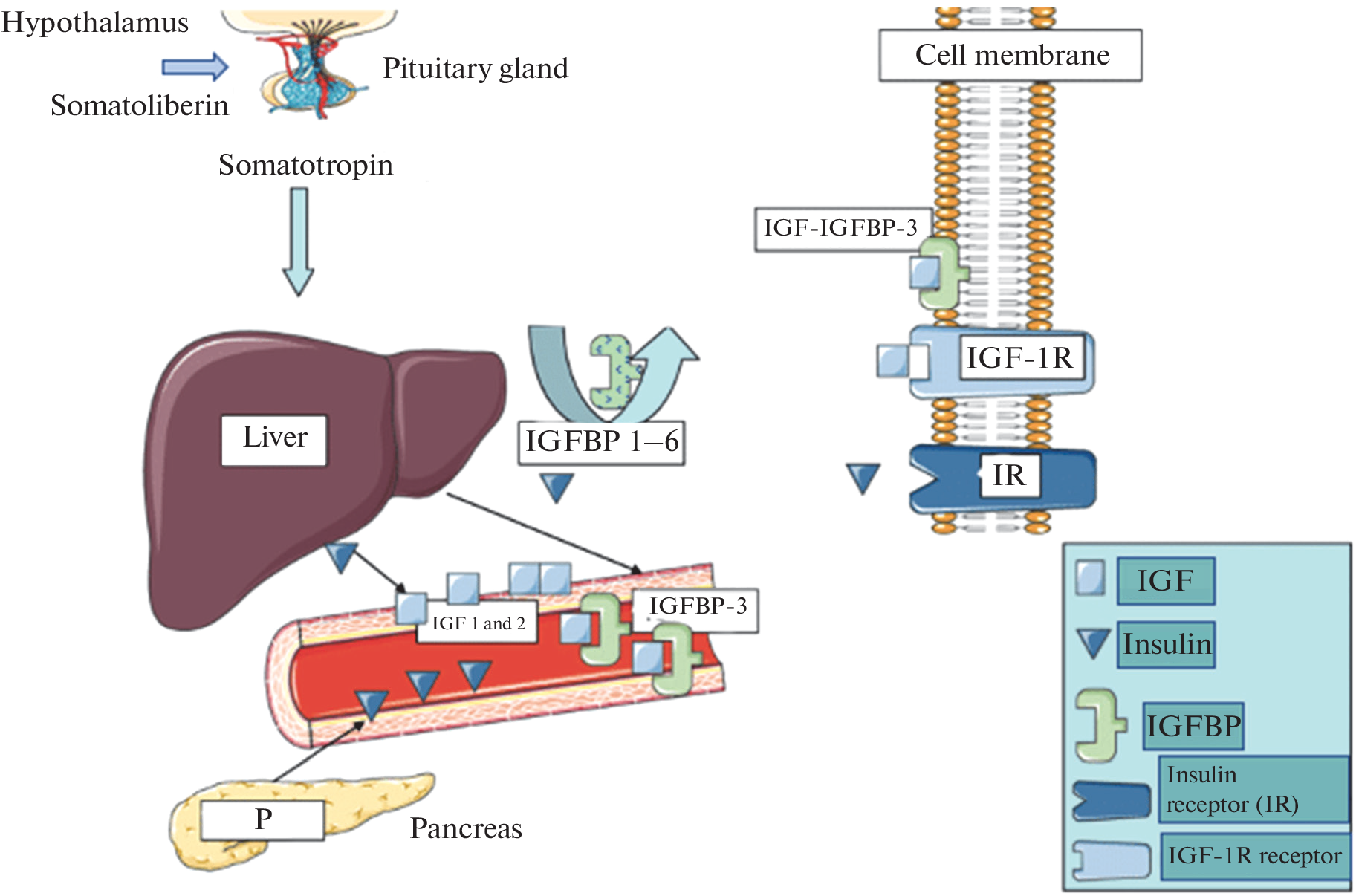 Associations of IGF-1 and IGFBP-3 with Aging and the Development of Age-Associated Diseases