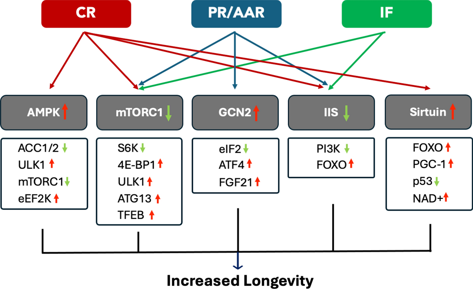 The impacts of different dietary restriction regimens on aging and longevity: from yeast to humans