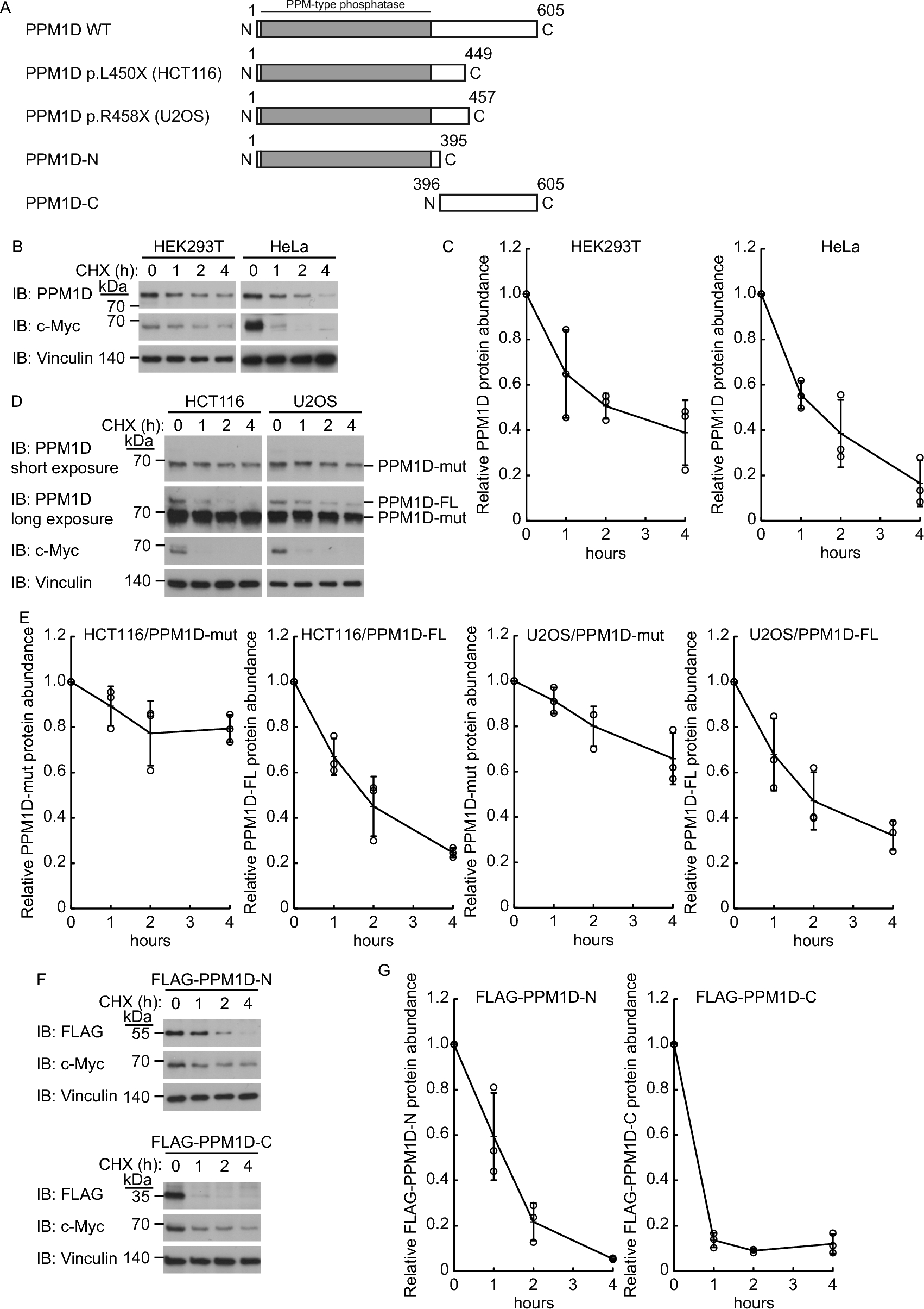 PPM1D is directly degraded by proteasomes in a ubiquitination-independent manner through its carboxyl-terminal region