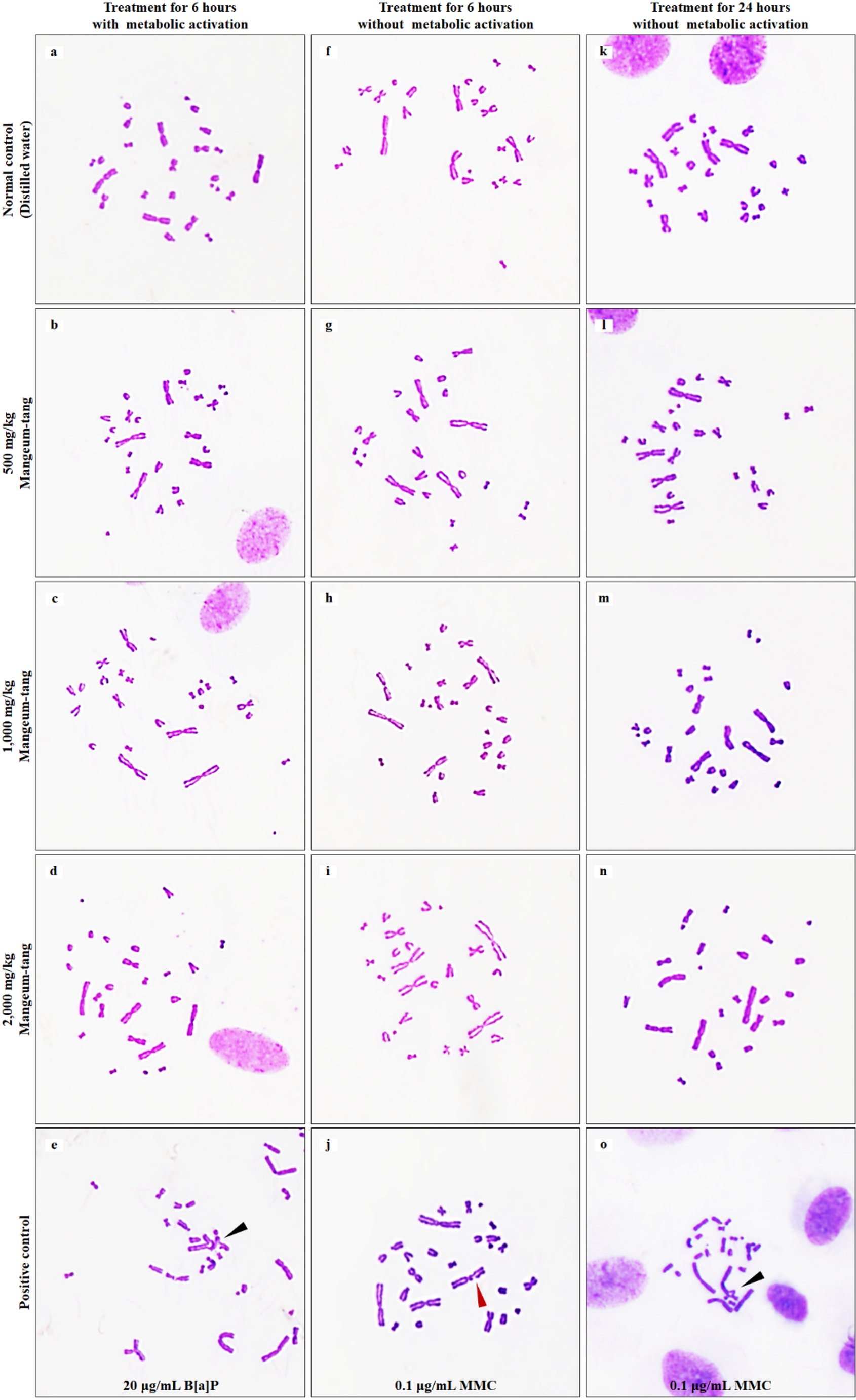 Non-clinical safety evaluation of Mangeum-tang