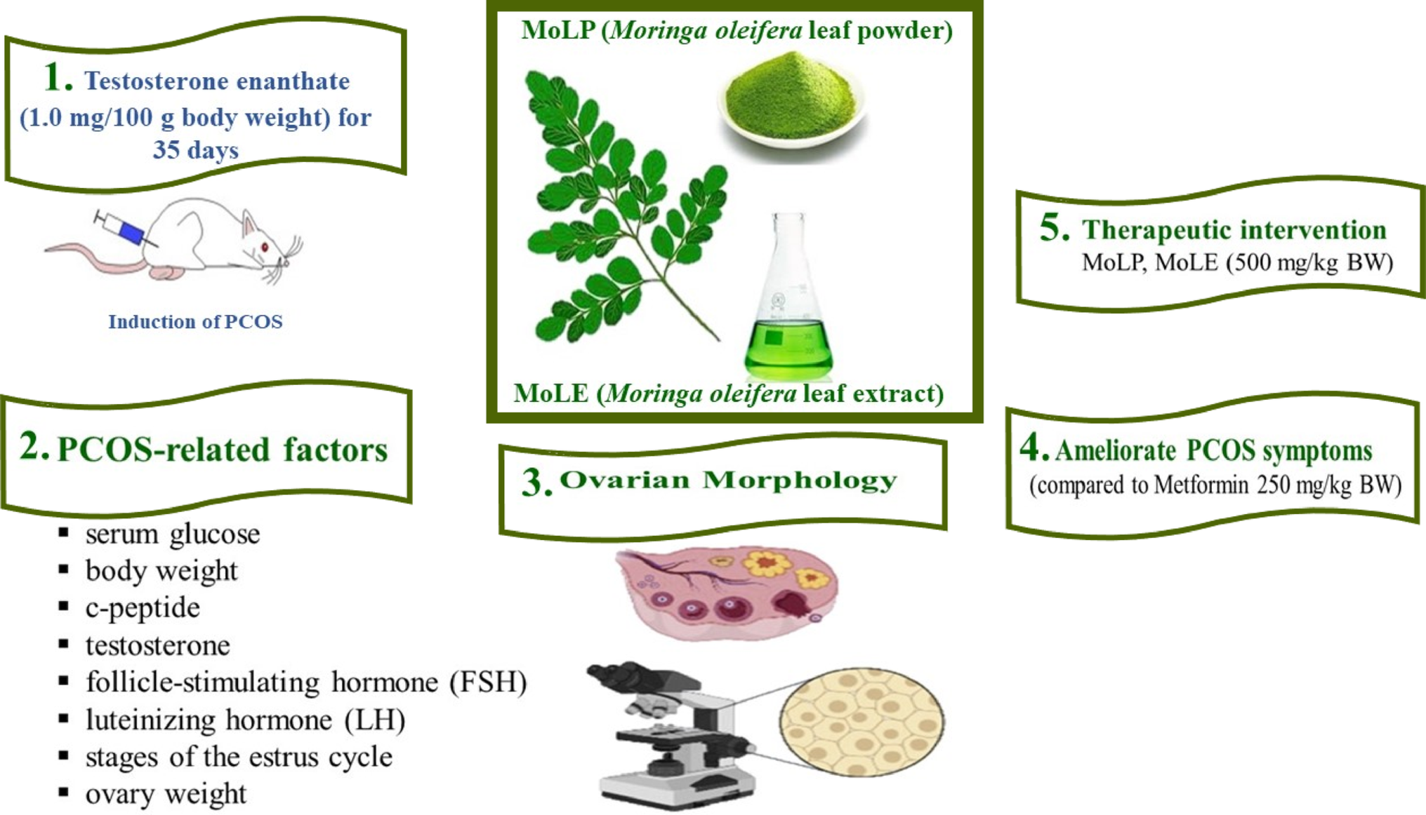 Evaluation of leaf extracts of  Lam. On testosterone enanthate-induced polycystic ovary syndrome (PCOS) in mice