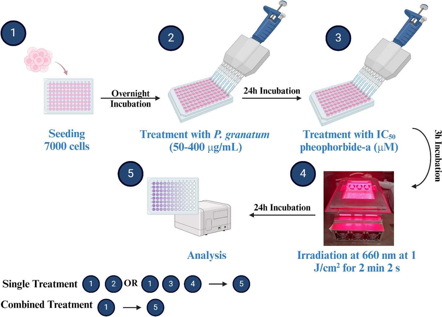 Enhanced anticancer potential of  fruit extract in combination with Pheophorbide-a mediated photodynamic therapy on MCF-7 breast cancer cells