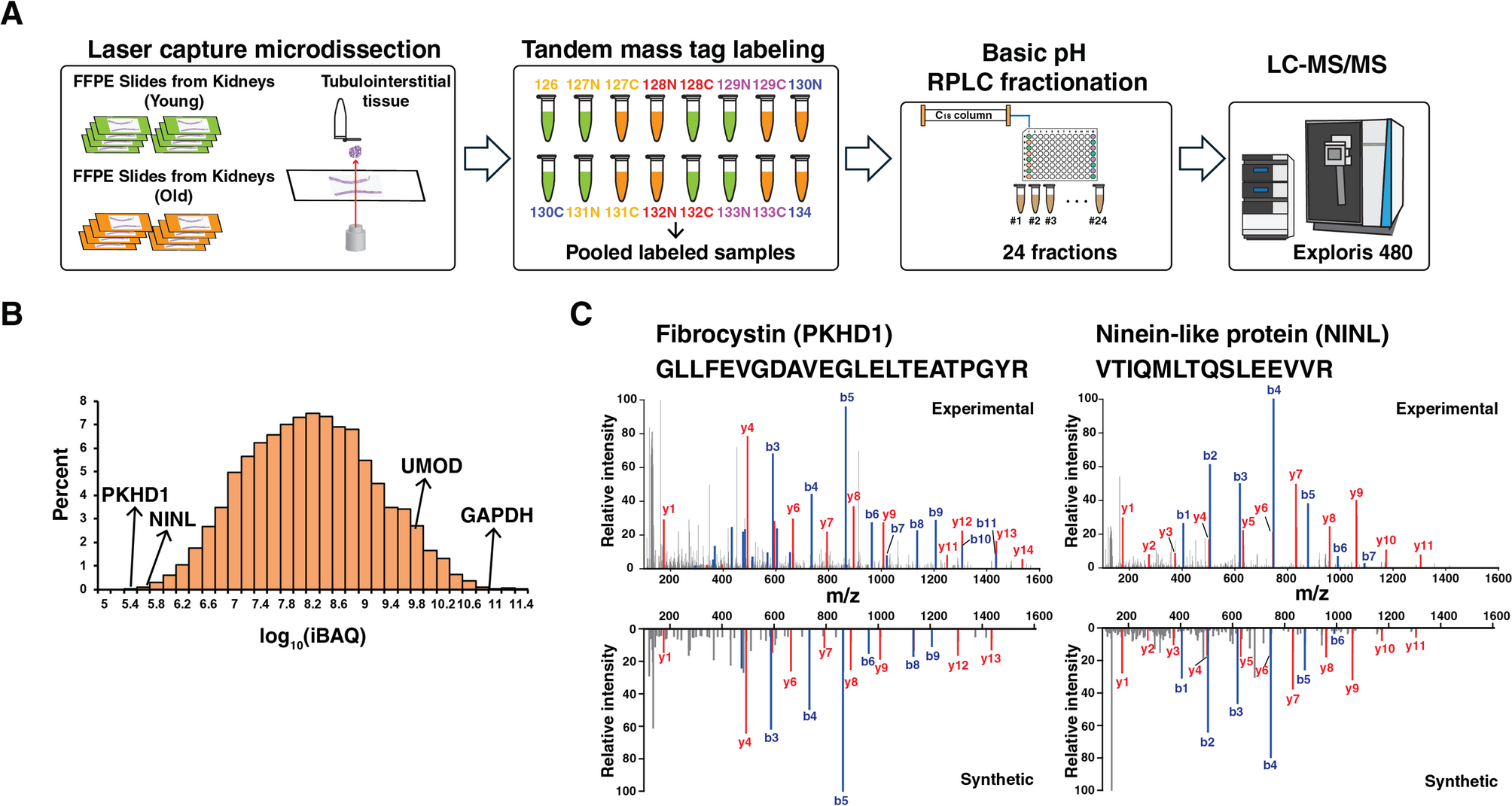 Spatial proteomics to discover aging-associated alterations in the renal tubulointerstitium