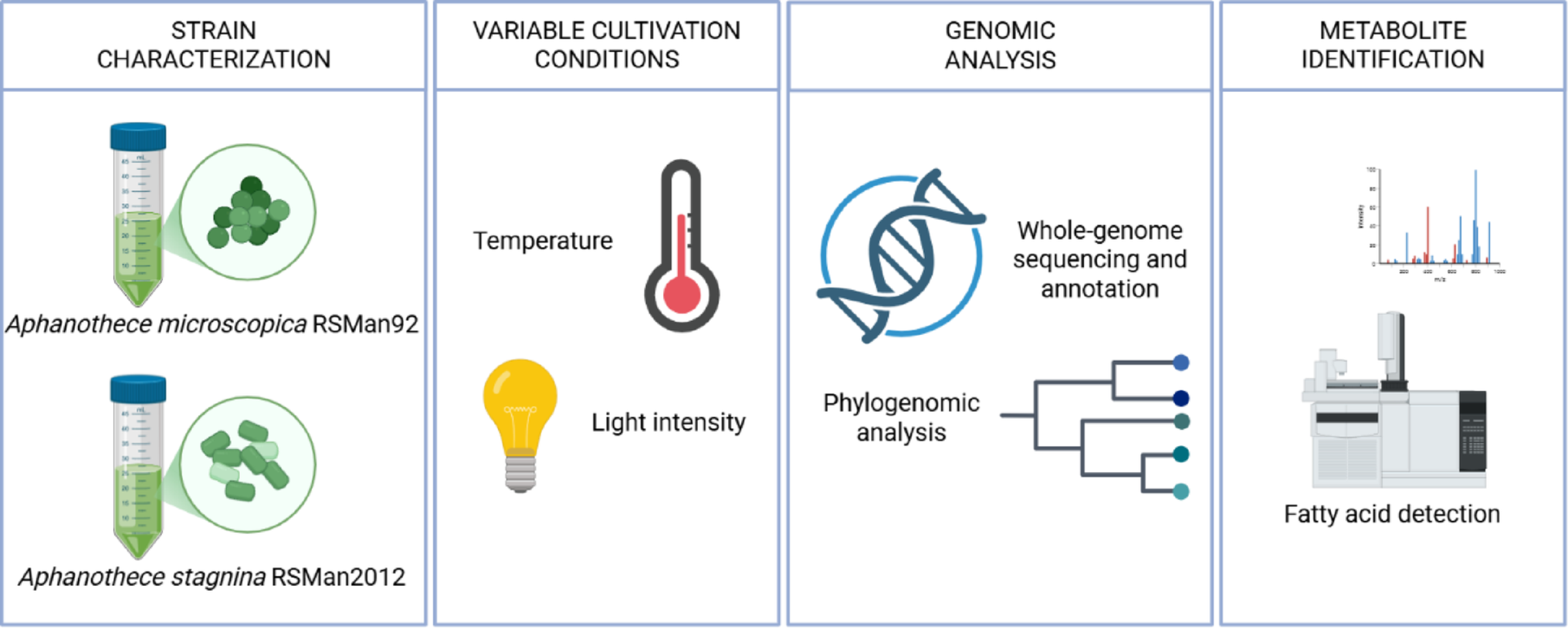 Polyphasic characterization and genomic insights of the cyanobacteria  and  from Southern Brazil with emphasis on fatty acid biosynthesis