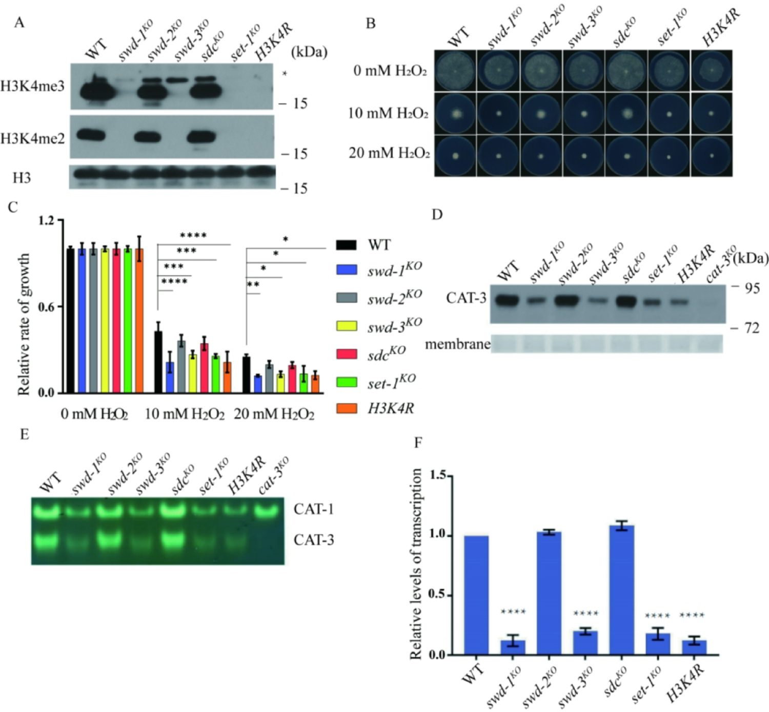 SET-1-mediated H3K4me3 modification regulates  expression in