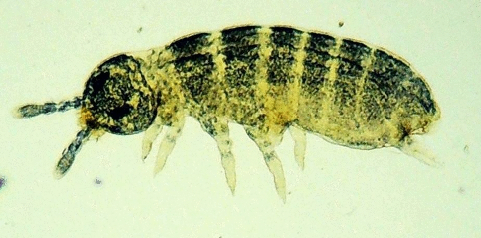 Description of  (Collembola; Isotomidae) from the Wayanad, Kerala, India with its mitogenome