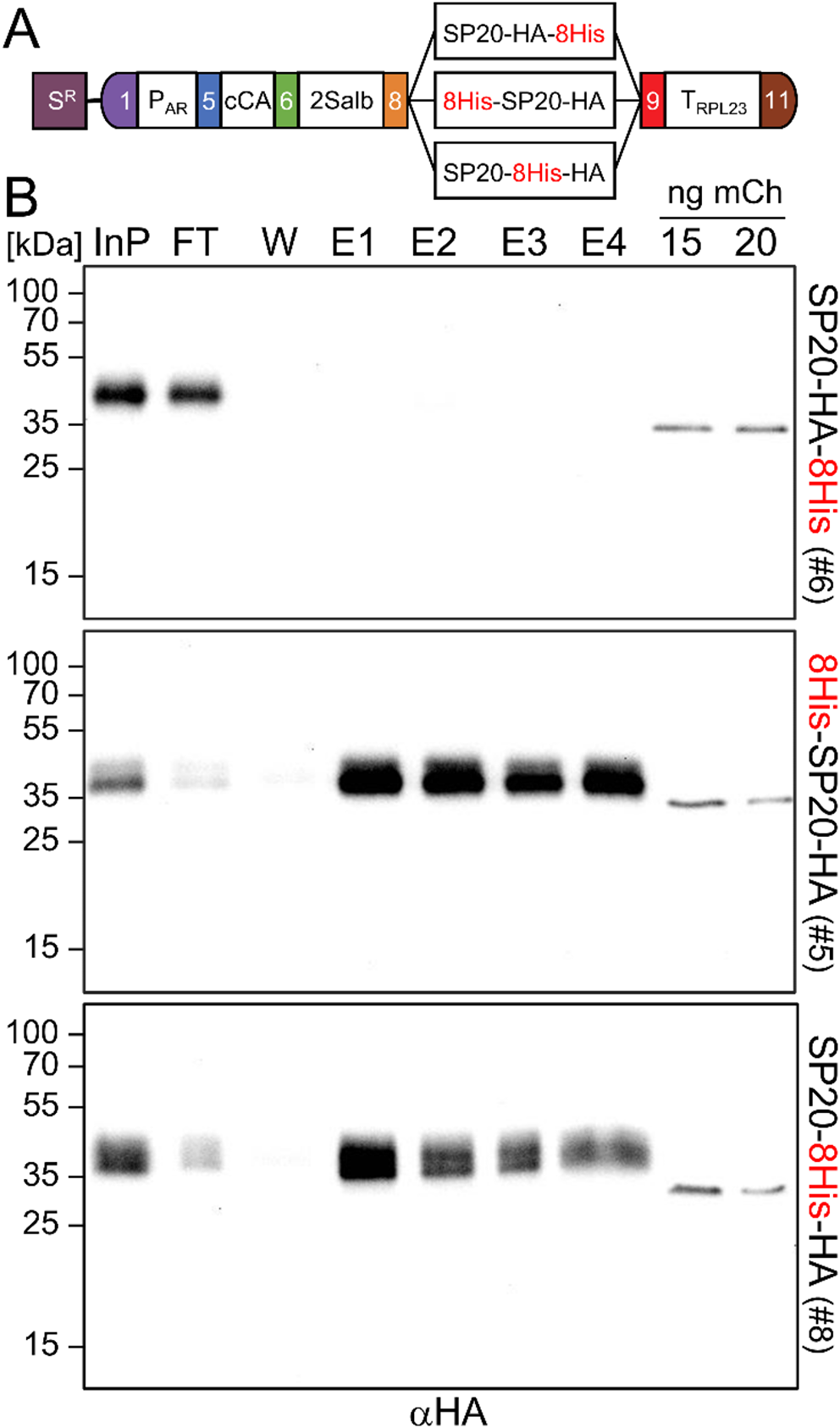 Internalization of affinity tags enables the purification of secreted Chlamydomonas proteins
