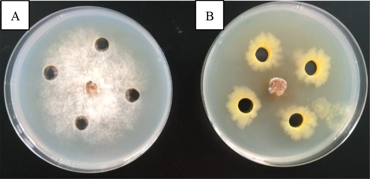 Complete genome sequence of  sp. HT11 isolated from broad bean ( L.)