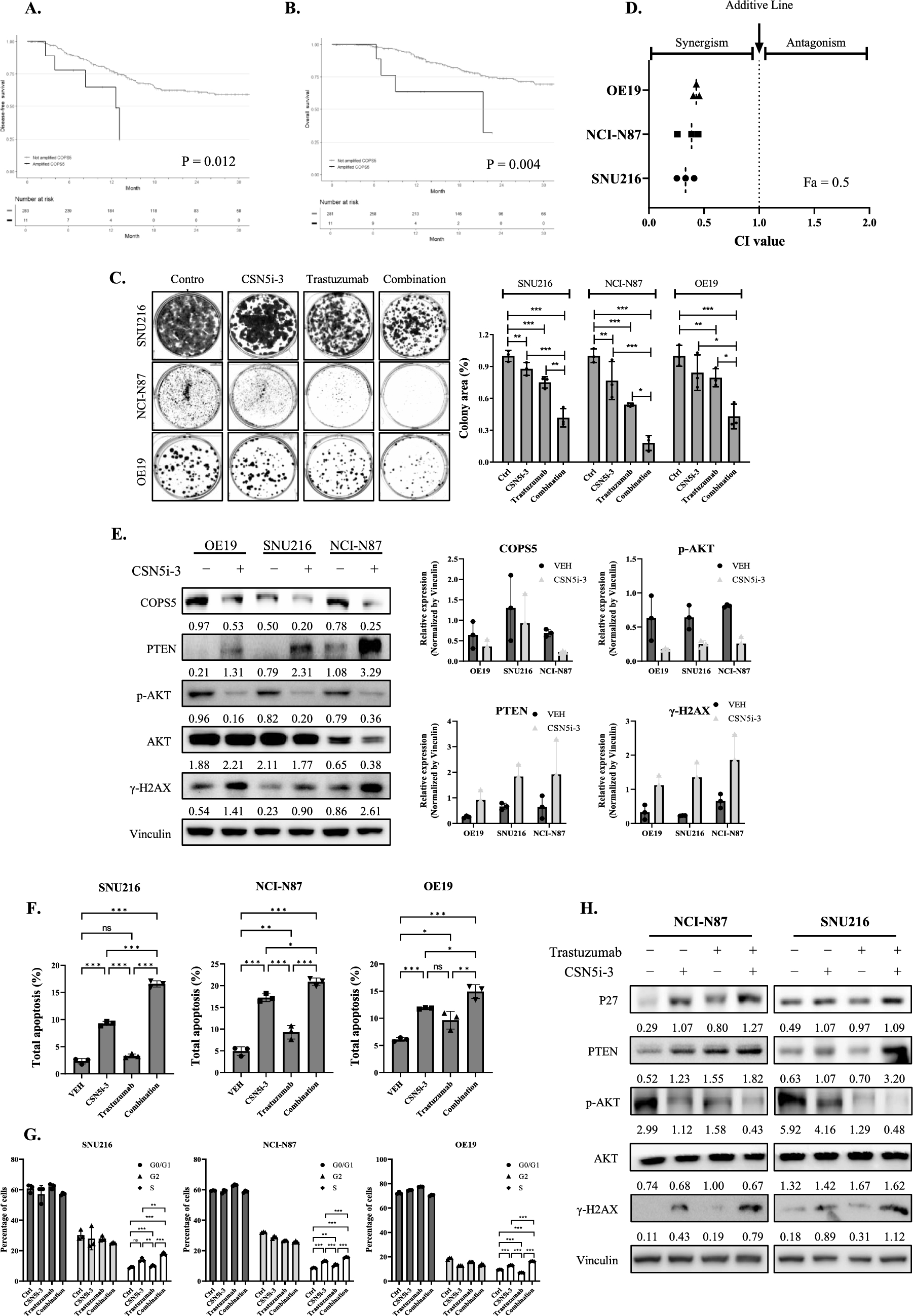 COPS5 inhibition synergizes with the antitumor effect of trastuzumab by PTEN upregulation in -amplified gastric cancer