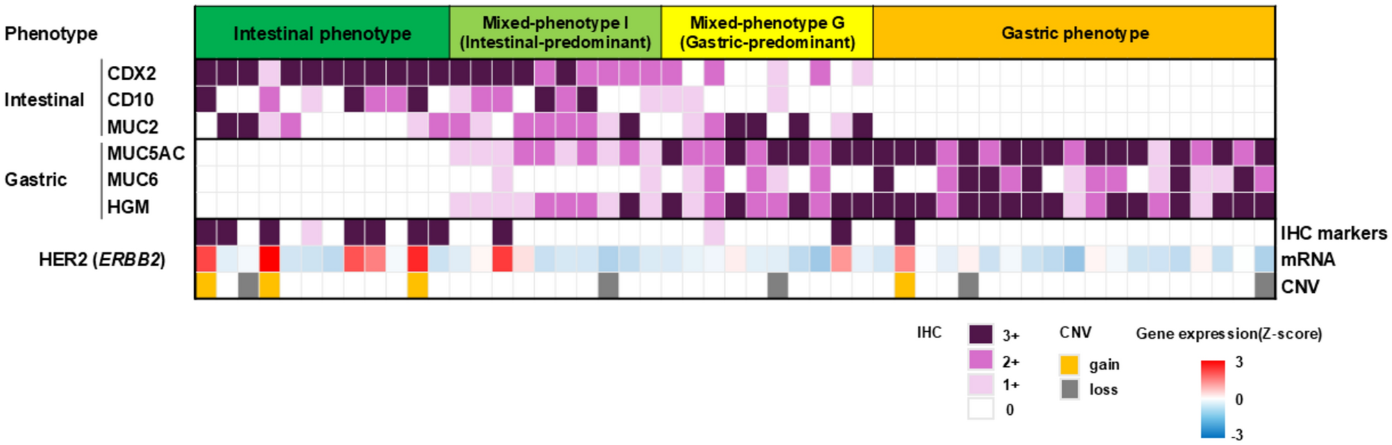 Classification based on tumor phenotypes enables the novel molecular characterization of esophagogastric junction cancer