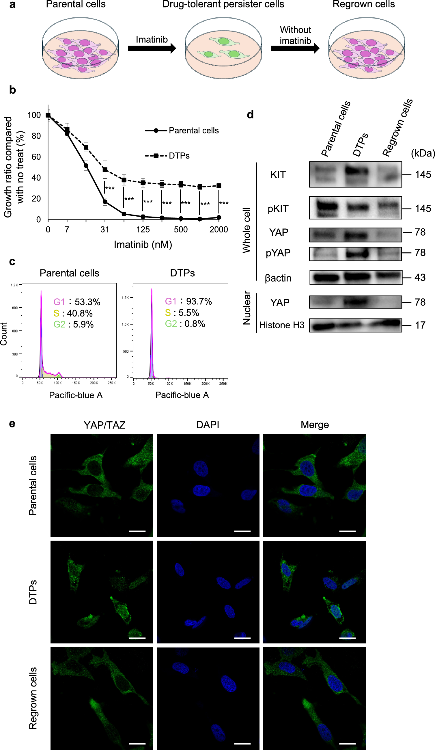 Targeting yes-associated protein to overcome imatinib resistance in gastrointestinal stromal tumor drug-tolerant persister cells