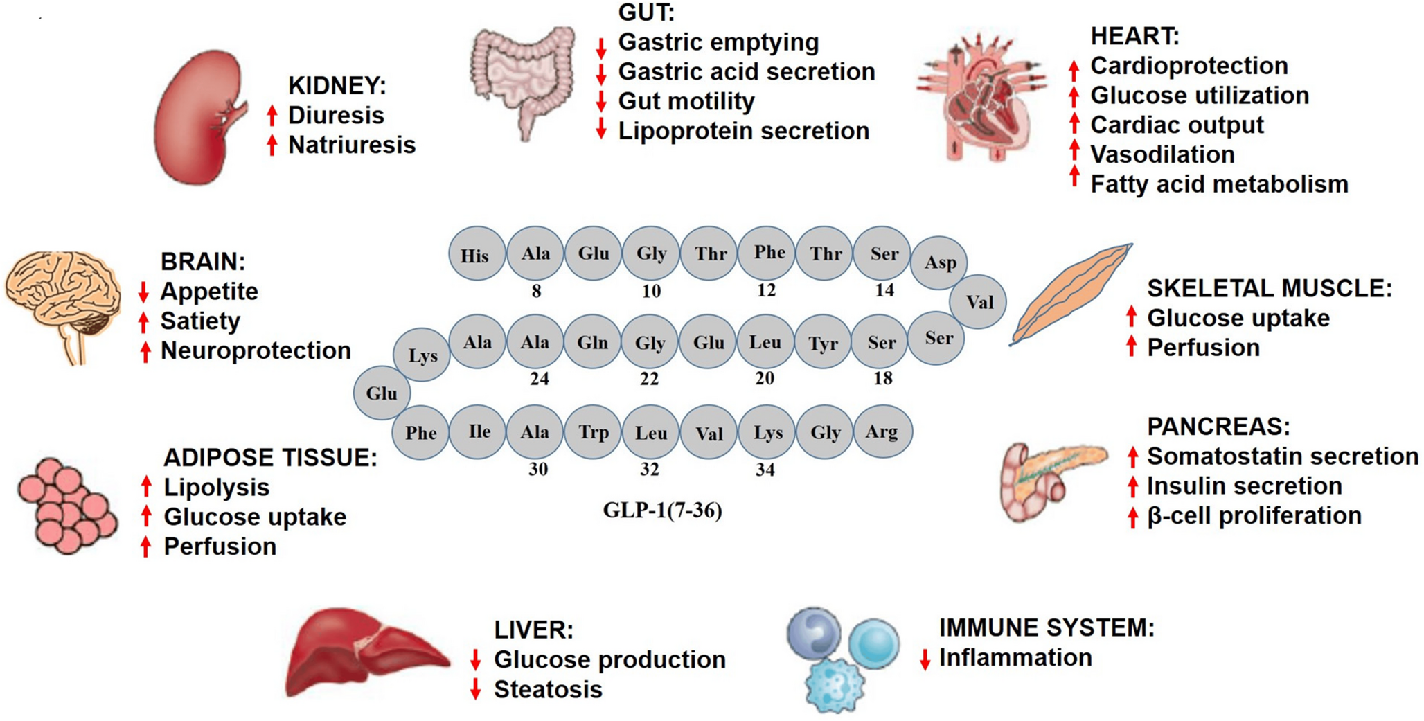 Current Perspectives on GLP-1 Agonists in Contemporary Clinical Practice from Science and Mechanistic Foundations To Optimal Translation