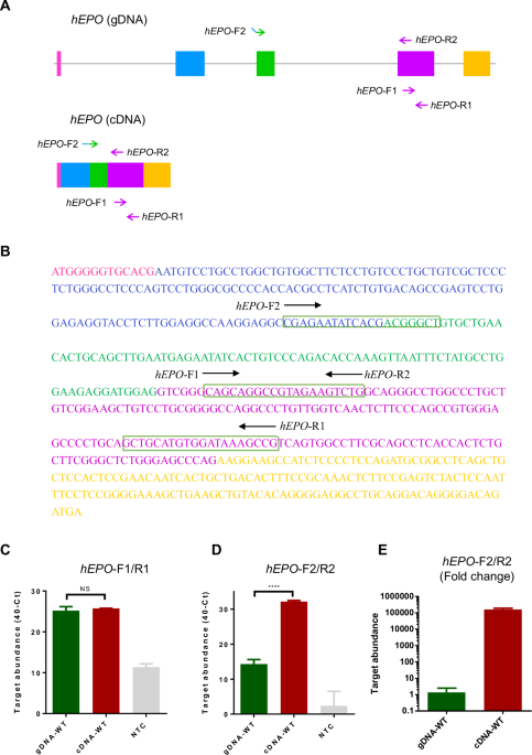 Codon changes challenge PCR-based gene doping detection