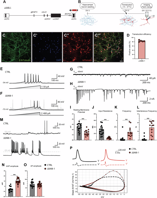 Genetic mutations in HSV-1 replication-defective vectors: Implications for their safety in gene therapy applications