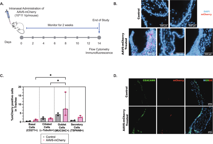AAV-mediated MUC5AC siRNA delivery to prevent mucociliary dysfunction in asthma