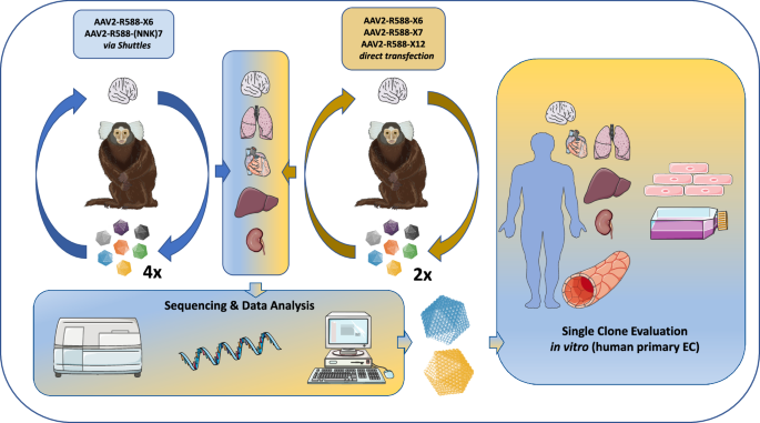 Identification of AAV variants with improved transduction of human vascular endothelial cells by screening AAV capsid libraries in non-human primates
